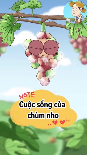 Cuộc sống của chùm NHO