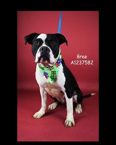 2.3K views · 96 reactions | "Bree is a beautiful black and white Pit bull terrier, she came in full of nail polish. She is super sweet with people and gets along with other dogs!" - @ashleym_avila Playgroup Notes  Walks on leash. Friendly with handlers. Friendly and social with other dogs in playgroup https://youtu.be/kfd-V866df0 Bree #A1237582 2 year old female | Kern County Animal Services | Facebook
