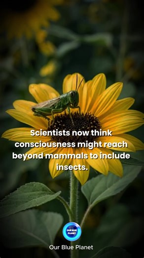 Consciousness — the mysterious experience of being alive — may be far more widespread in the animal kingdom than previously thought. For years, science recognized awareness in mammals and birds. Recent research and expert declarations now suggest there’s a realistic possibility of conscious experience in a broader range of animals, including octopuses, bees, and even insects. Insects such as bees have been shown to count, recognize faces, solve problems, and exhibit behaviors that resemble emoti