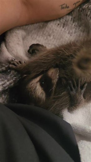 15K views · 658 reactions | Soon  | Ace Humane Wildlife Removal & Pest Control | Facebook