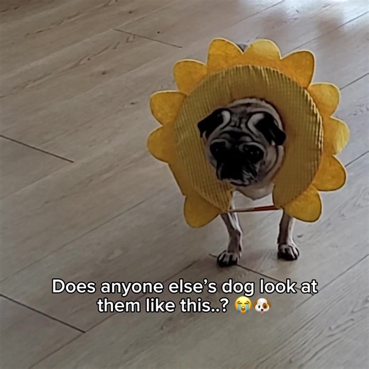 Does anyone else’s dog look at them like this..? 😭🐶(Kick - kyootbot) #fyp #dog #kyootbot