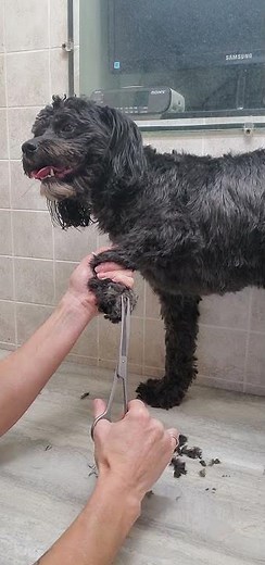 Trimming a dogs paws with scissors demonstration, dog grooming without restraints, Schnoodle