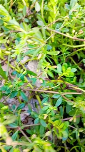 Còn thương rau Đắng
