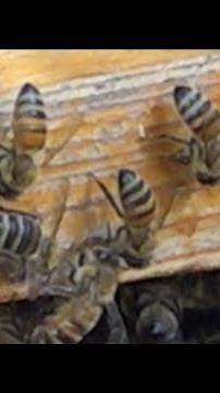 What to do if you find a bee swarm near your home