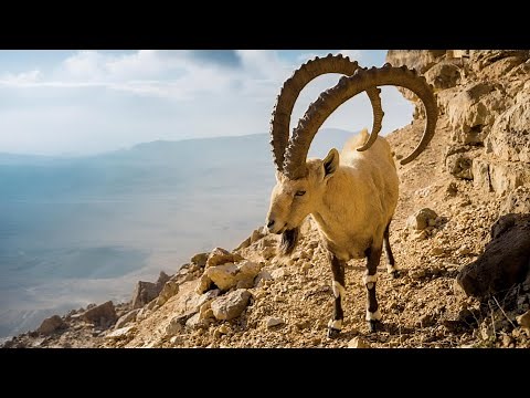 Ibex: Nature's Mountain Climbing Masters | Ibex Species And Habitat