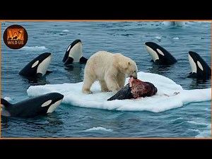 Most Terrifying ORCA Attacks Caught on Camera | Wild Animals