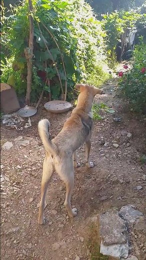 LOUDEST Dog Barking Sounds Ever? #viral #petshub #dog #barkingsounds