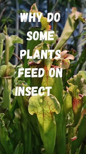 Why do some plants feed on insects/Insectivorous plants