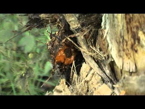 Fighting the Red Palm Weevil - A Practical Guide for Farmers