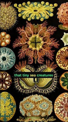 Ernst Haeckel's "Kunstformen der Natur" (1899)