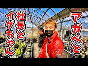 【イグちゃん】 社長たちと ‪@tplantslabo971‬ でアガベを買う No.056