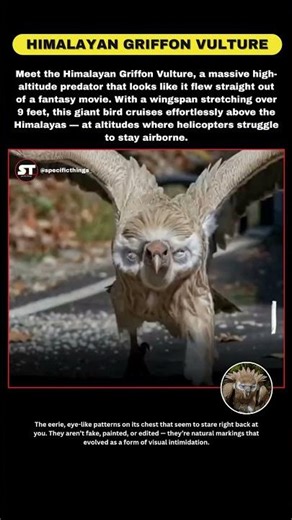 Himalayan Griffon Vulture: Nature’s Giant Optical Illusion . #usashorts #wildlife #vultures #facts