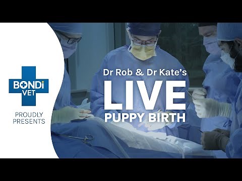 🔴 Dog's LIVE Birth | Bondi Vet Live Stream