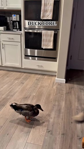 Duck's First Swim: Cute Moments with My Pet Duck