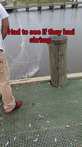 3.4K views · 286 reactions | Throwing the cast net to see if they have some shrimp. #louisianacheck #shrimp #shrimplovers #shrimpandgrits | Lance Billiot | Facebook