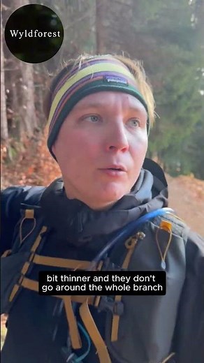 Fir vs Spruce: The SECRET Trick to Never Get Confused Again