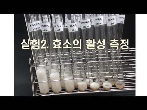 일반생물학실험2 - 2 효소의 활성 측정 (버벅거림 주의, 직선구간 주의)