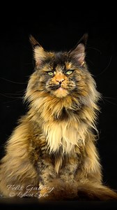851K views · 40K reactions | Matilda. #mainecoon #cat | Felis Gallery by Robert Sijka | Facebook