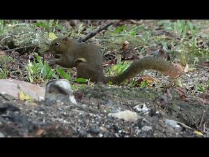 ZOOM TEST PANASONIC DMC-FZ70 60x OPTICAL ZOOM