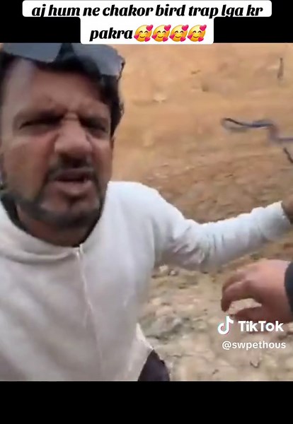 Capturing a Chakor Bird: A Memorable Experience