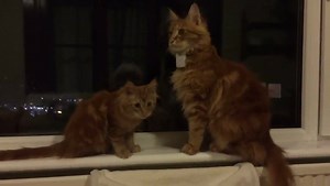 We have yet another storm and I'm using it as an educational tool. Humza must learn to be fearless and proud. (The CM has been a bit stressed -again- this time it was a "significant" oil leak from the new boiler and the house is stinking of kerosene. Ok I admit it wasn't good but to hear her you'd think the Exon Valdez had sailed through!). It's been fixed- Mr Files arrived to sort it all out. | Parsley