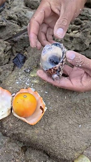 Meat Of These Sea Shell was Absolutely thick