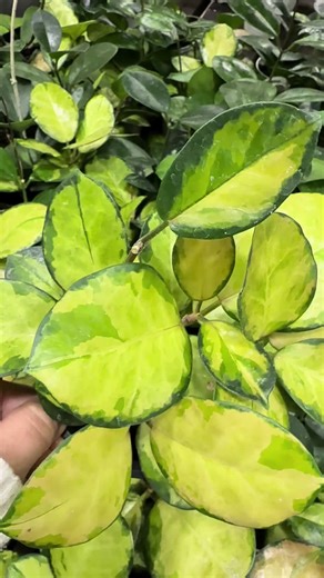 Hoya Australis = the easy-going trailing plant your shelves have been waiting for 🌿✨ Glossy leaves, fast growth, and it loves bright indirect light. Water when the soil is mostly dry and watch it trail like a dream. Tip: give it something to climb or let it cascade — either way, it’s a vibe 😍 #Hoya #WaxPlant #EasyCarePlants #TrailingPlants #IndoorPlants