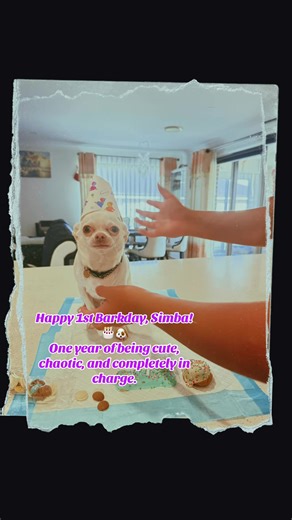 #Simba turns ONE today! 🦁🐾 Still no job. Still eats, sleeps, and rules the house❤️❤️