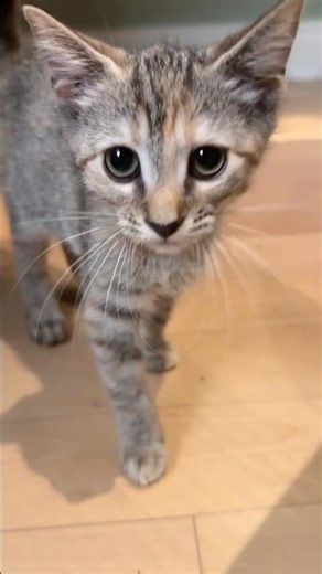 Day 32: Coleslaw, Mashed Potatoes, Fried Pickles (Foster Kittens)