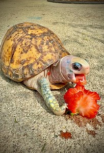 451K views · 68K reactions | Craziest Looking Box Turtle Ever?! Male Yucatán box turtles are known for having skin color that rivals some turtle morphs. This is naturally occurring for males as females will be a more uniform green, yellow and brown. Unlike some other box turtle subspecies, Yucatán males do not exhibit red eyes or a concave plastron. Yucatán box turtles are only found on the Yucatán peninsula.  | Garden State Tortoise | Facebook