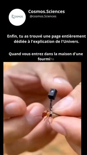 Cosmos.Sciences | Une caméra minuscule fixée sur la tête d’une fourmi a révélé quelque chose que presque personne n’imagine. 🐜📷 À l’intérieur, la... | Instagram