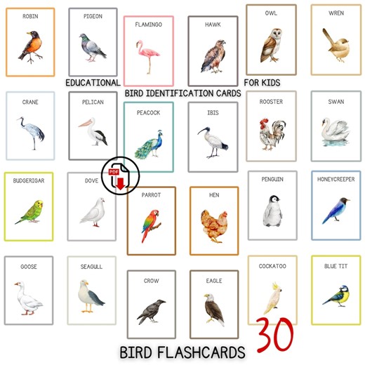 Bird Identification Flashcards Printable | 30 Bird Cards PDF for Homeschool Nature Study - Etsy