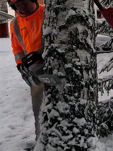 Tree Removal Techniques in Snowy Conditions
