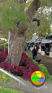 Kiama NSW Australia 🇦🇺 #australia #australiatravel #kiama