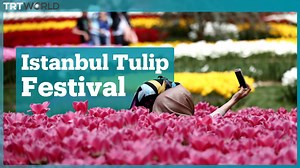 Millions of tulips bloom for Istanbul's International Tulip Festival every year in April. | TRT World