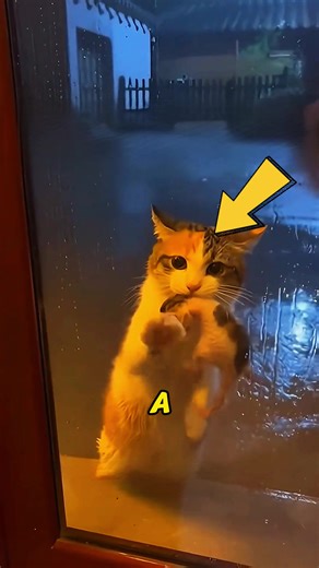 What Happened to the Cat's Mother? A Heartfelt Rescue Story