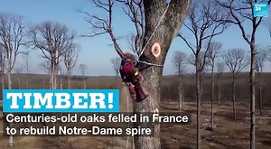 🌳 Timber! It has been almost two years since fire engulfed #NotreDame, completely destroying the landmark's 96-metre wooden spire as well as the intricate wooden framing of the roof. Now, tree surgeons and lumberjacks began the task of felling hundreds of centuries-old #oak trees in order to reconstruct the cathedral to its former glory | FRANCE 24 English