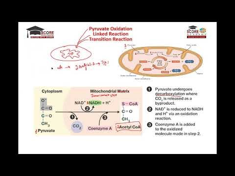 Pyruvate Oxidation / Transition Reaction / Linked Reaction