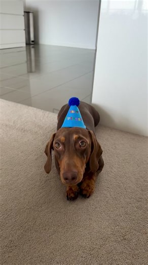 Mini Dachshund Birthday Celebration Highlights