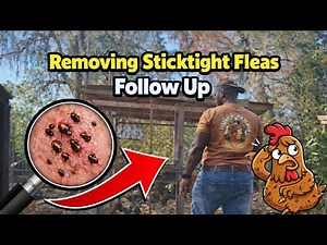 Removing Sticktight Fleas Follow Up