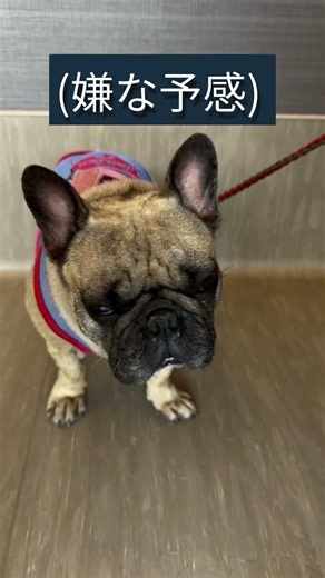 膿皮症と戦うあもちゃん また診察台に乗っちゃった #フレブル飼い方 # #frenchbulldog #フレンチブルドッグ #動物病院 #膿皮症