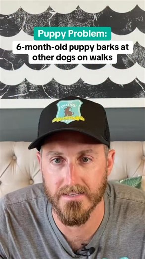 2.1K views | Puppies can bark for different reasons when they see...