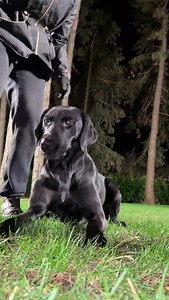 STSK9 system in action. ❤️🖤 This is what it looks like when everything finally comes together. Movement, visuals, drive, energy. All in sync. There’s no forcing here. No guessing either. The dog knows what to do, how to move, and where to put his focus. That’s what real control feels like. This level isn’t magic. It’s clarity built over time. @stsk9 | STSK9 Laura