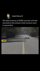 The best memory of 2020 was witnessing nature reclaim its space as animals roamed freely through cities and towns while humans stayed indoors during quarantine. With the world on pause, streets once filled with traffic and noise became quiet pathways for deer, ducks, and even wild boars. It was a rare and beautiful reminder of how quickly the natural world responds when given a chance to breathe. (Via: @abctvpy) #history #reels #wildlife #animalsofinstagram #viral | Inside History
