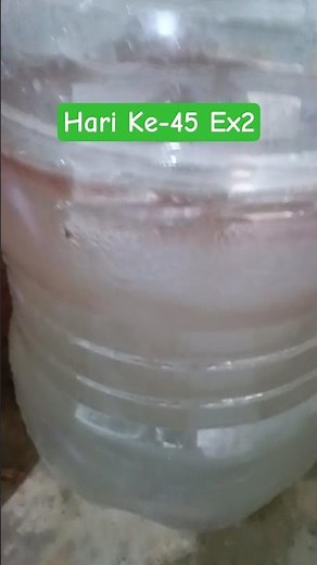 TERNAK LELE DALAM GALON H+45 EX2 #shorts #ternaklele #budidayalele