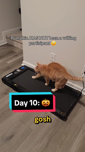 Pumpkin's Big Day: Walking Freely & Adorable Habits!