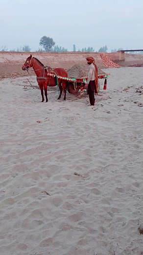 Traditional Horse Cart Journey Across Sandy Terrain