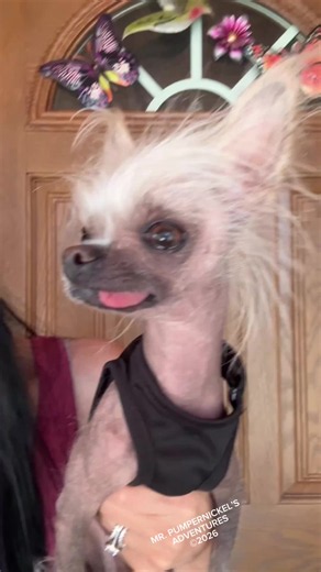 Chinese Crested Dog Care Tips for Owners