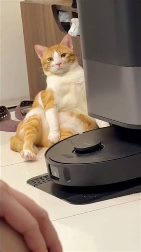 POV: Ton coloc est insupportable 🤖 #cat #chat #chatfam #lovecats