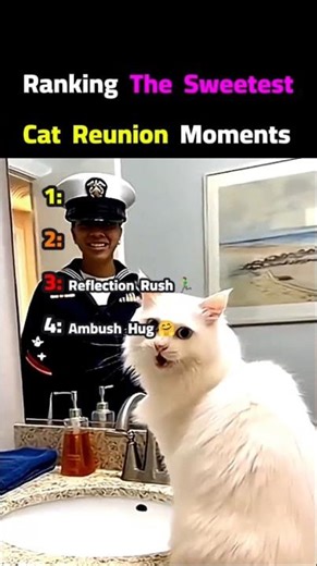 These Cats' Pure Reactions Will Break Your Heart Then Heal It 🥺❤️ #catshorts #catsusa#catreunion